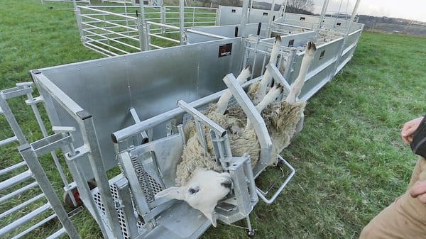 Turnover Crate SheepVet