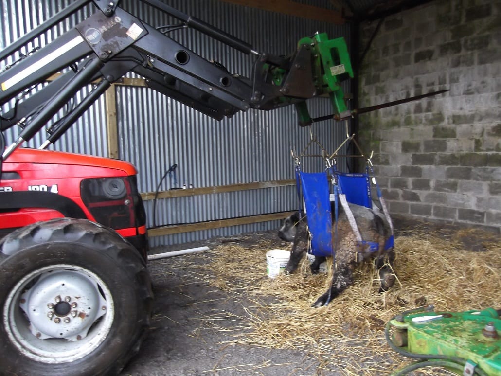 Down-Cow Lifter