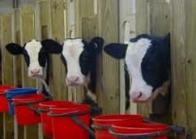 Milk Trolley Motorised - 220Ltr - Image 15
