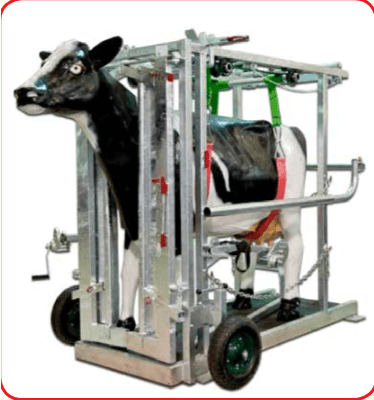 Crush - Hoof Trimming Cattle